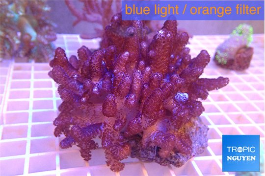 Cladellia short finger 7-14 cm WYSIWYG acclimaté