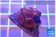 Zoanthus pink diamond 5-6 polyps WYSIWYG acclimaté