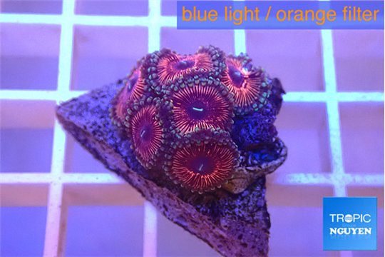 Zoanthus pink diamond 5-6 polyps WYSIWYG acclimaté
