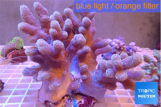 Sinularia mollis 7-14 cm WYSIWYG acclimaté