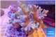Sinularia greeny polyps 7-14 cm WYSIWYG acclimaté
