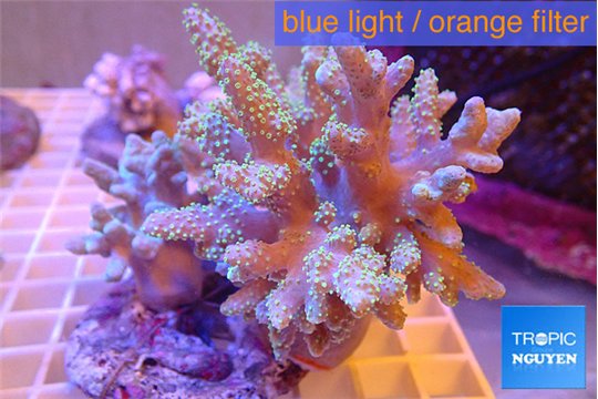 Sinularia greeny polyps 7-14 cm WYSIWYG acclimaté