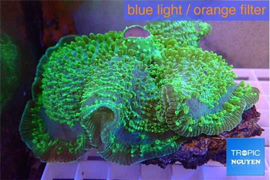 Amplexydiscus fenestrafer green 8-14 cm WYSIWYG acclimaté