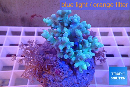 Sinularia & Xenia 6-10 cm WYSIWYG acclimaté