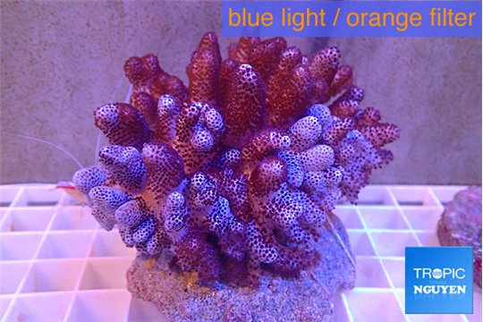 Cladellia short finger 7-14 cm WYSIWYG acclimaté