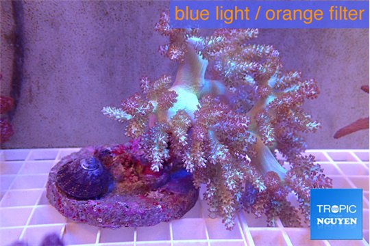 Capnella greeny body 7-14 cm WYSIWYG acclimaté