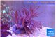 Sinularia flexibilis long polyps 9-16 cm WYSIWYG acclimaté