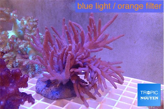 Sinularia flexibilis long polyps 9-16 cm WYSIWYG acclimaté