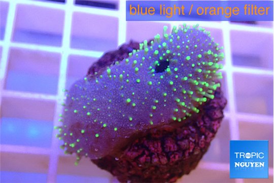 Sarcophyton full neon green polyps Australia 2-3 cm WYSIWYG acclimaté
