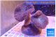 Sarcophyton multi body long white tips polyps 7-14 cm WYSIWYG acclimaté