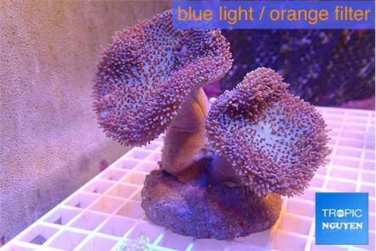 Sarcophyton multi body long white tips polyps 7-14 cm WYSIWYG acclimaté