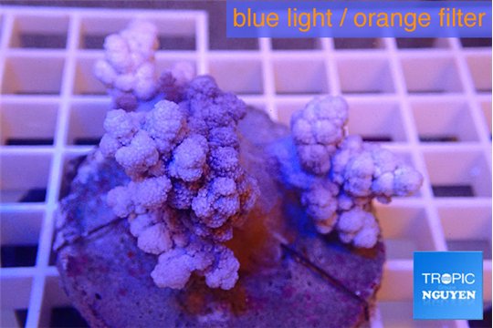 Dendronephtya pink 4-6 cm WYSIWYG acclimaté