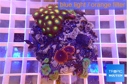 Zoanthus mixed color premium 4-6 cm WYSIWYG acclimaté