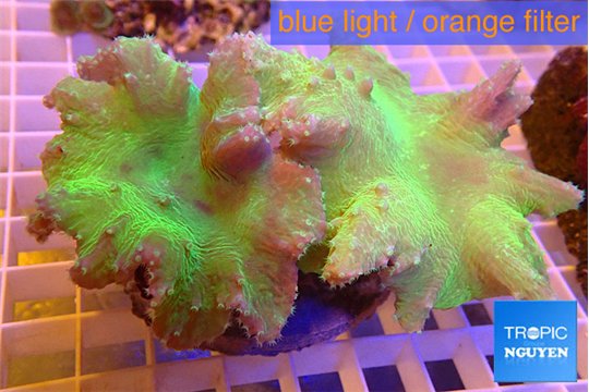 Sinularia dura green 8-12 cm WYSIWYG acclimaté