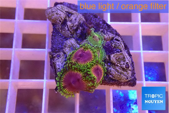Zoanthus purple monsters 5 polyps WYSIWYG acclimaté