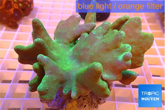 Lobophythum greeny 8-12 cm WYSIWYG acclimaté