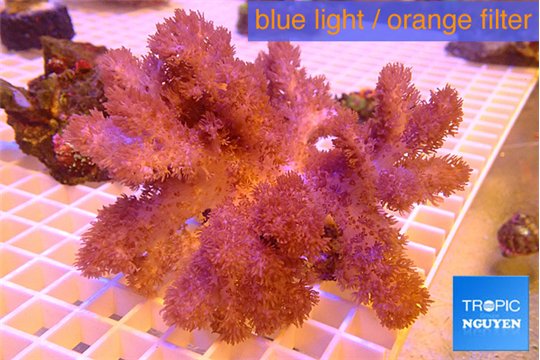 Cladellia long finger 8-14 cm WYSIWYG acclimaté