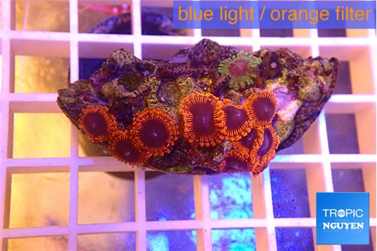 Zoanthus mixed color premium 4-5 cm WYSIWYG acclimaté