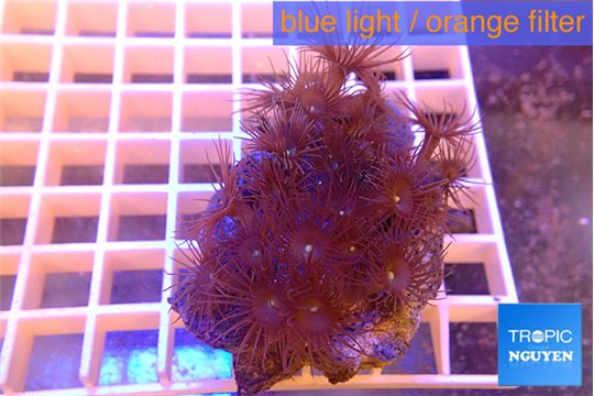 Parazoanthus gracilis yellow polyps 4-5 cm WYSIWYG acclimaté