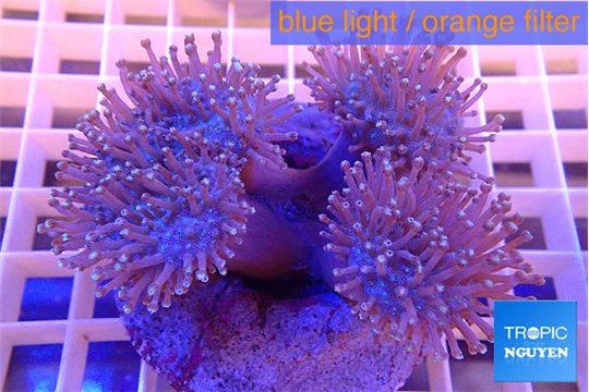 Sarcophyton multi body long white tips polyps 7-12 cm WYSIWYG acclimaté