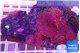 Discosoma red galaxy 4 polyps WYSIWYG acclimaté