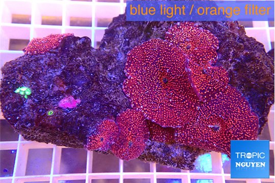 Discosoma red galaxy 4 polyps WYSIWYG acclimaté
