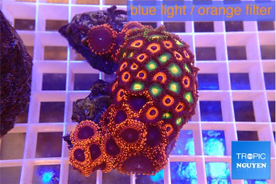 Zoanthus mixed color premium 5-7 cm WYSIWYG acclimaté