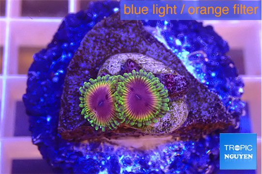 Zoanthus purple monsters 2 polyps WYSIWYG acclimaté