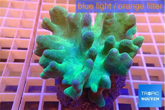 Lobophythum greeny 8-12 cm WYSIWYG acclimaté