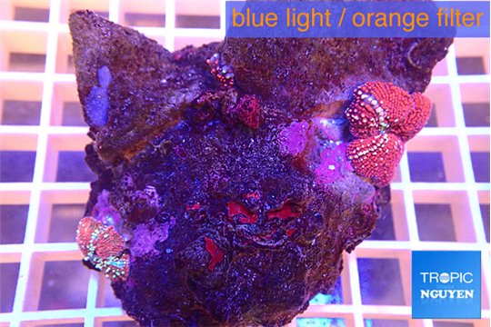 Discosoma red galaxy 2 polyps WYSIWYG acclimaté