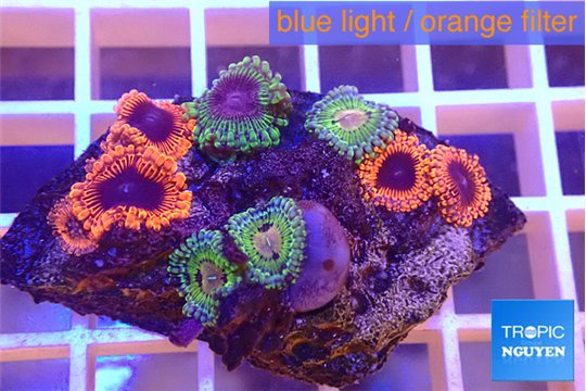 Zoanthus mixed color premium 4-5 cm WYSIWYG acclimaté