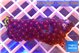 Zoanthus red orange 3-5 cm WYSIWYG acclimaté