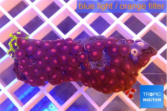 Zoanthus red orange 3-5 cm WYSIWYG acclimaté