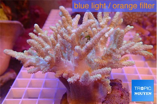 Sinularia long finger 7-14c m WYSIWYG acclimaté