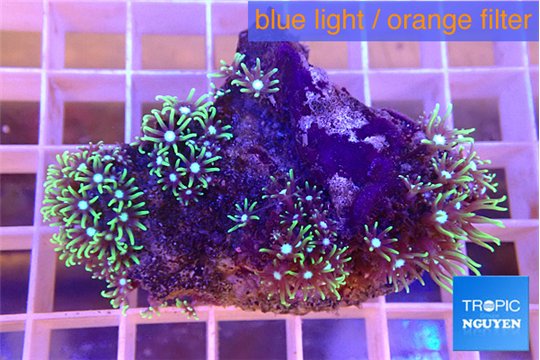 Pachyclavularia green 4-5 cm WYSIWYG acclimaté