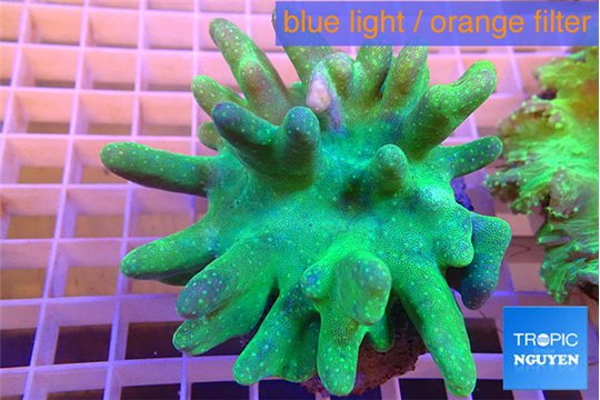 Lobophythum greeny 8-12 cm WYSIWYG acclimaté