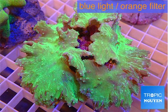 Sinularia dura green 7-12 cm WYSIWYG acclimaté