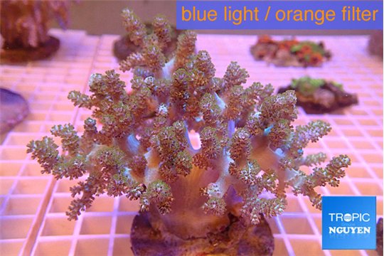 Capnella kenya 7-12 cm WYSIWYG acclimaté