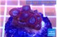 Zoanthus red blue 1-3 cm WYSIWYG acclimaté