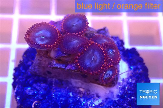 Zoanthus red blue 1-3 cm WYSIWYG acclimaté