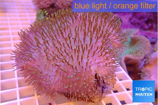 Sarcophyton long polyps 7-12 cm WYSIWYG acclimaté