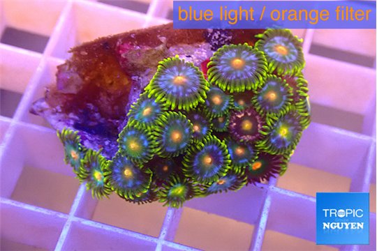 Zoanthus magician blue 2-3 cm WYSIWYG acclimaté