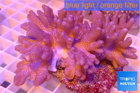 Cladellia short finger 7-12 cm WYSIWYG acclimaté