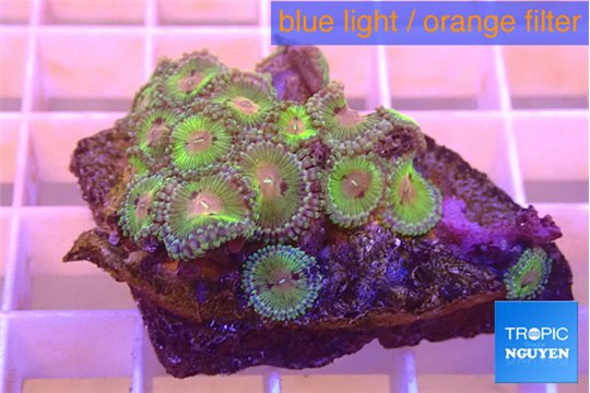 Zoanthus purple monsters 3-4 cm WYSIWYG acclimaté