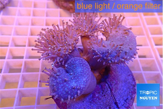 Sarcophyton multi body long white tips polyps 7-14 cm WYSIWYG acclimaté