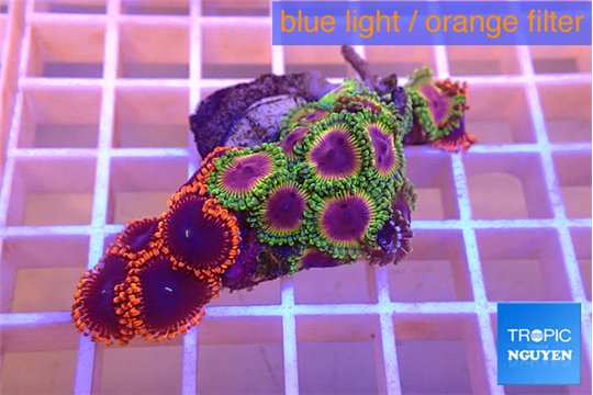 Zoanthus mixed premium 4-5 cm WYSIWYG acclimaté