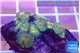 Zoanthus purple monsters 3-4 cm WYSIWYG acclimaté