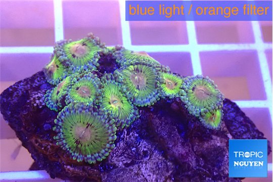 Zoanthus purple monsters 3-4 cm WYSIWYG acclimaté