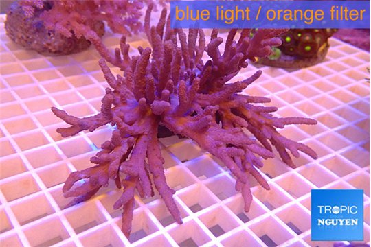 Sinularia flexibilis long polyps 12-20 cm WYSIWYG acclimaté