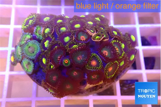 Zoanthus mixed color 4-5 cm WYSIWYG acclimaté